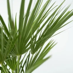 Dværgpalme - Chamaerops humilis - Højde 70-80cm - ⌀21cm