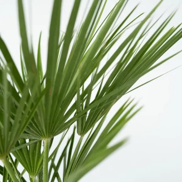 Dværgpalme - Chamaerops humilis - Højde 70-80cm - ⌀21cm