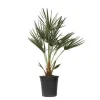 Dværgpalme - Chamaerops humilis - Højde 70-80cm - ⌀21cm