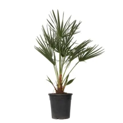 Dværgpalme - Chamaerops humilis - Højde 70-80cm - ⌀21cm
