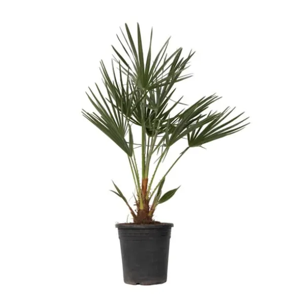 Dværgpalme - Chamaerops humilis - Højde 70-80cm - ⌀21cm