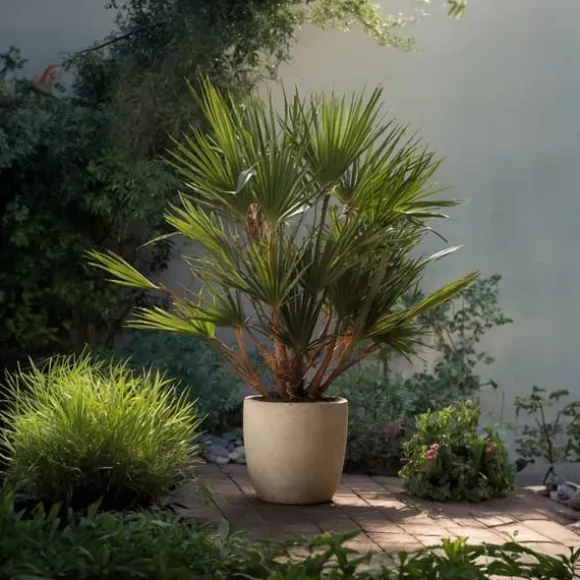 Dværgpalme - Chamaerops humilis - Højde 70-80cm - ⌀21cm