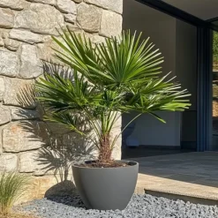 Dværgpalme - Chamaerops humilis - Højde 70-80cm - ⌀21cm