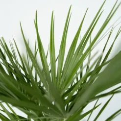 Dværgpalme - Chamaerops humilis - Højde 70-80cm - ⌀21cm
