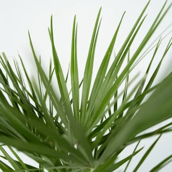 Dværgpalme - Chamaerops humilis - Højde 70-80cm - ⌀21cm