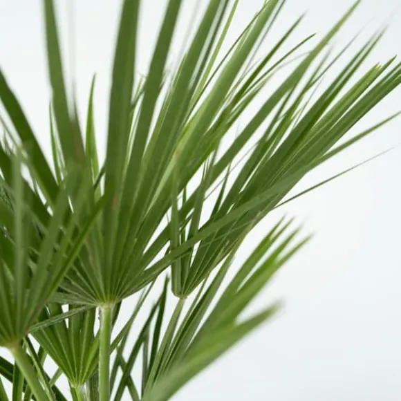 Dværgpalme - Chamaerops humilis - Højde 70-80cm - ⌀21cm