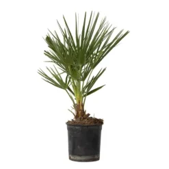 Dværgpalme - Chamaerops humilis - Højde 50-60cm - ⌀15cm