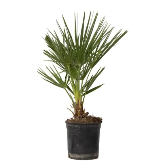 Dværgpalme - Chamaerops humilis - Højde 50-60cm - ⌀15cm
