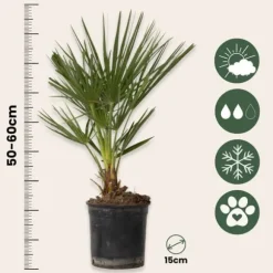 Dværgpalme - Chamaerops humilis - Højde 50-60cm - ⌀15cm