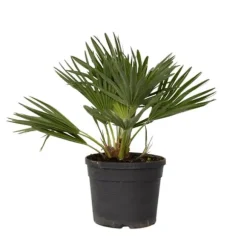 Dværgpalme - Chamaerops 'Vulcano' - Højde 35-45cm - ⌀19cm