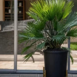 Dværgpalme - Chamaerops 'Vulcano' - Højde 35-45cm - ⌀19cm