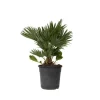 Dværgpalme - Chamaerops 'Vulcano' - Højde 45-55cm - ⌀24cm