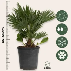 Dværgpalme - Chamaerops 'Vulcano' - Højde 45-55cm - ⌀24cm