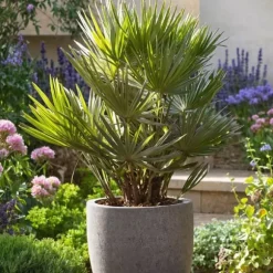 Dværgpalme - Chamaerops 'Vulcano' - Højde 45-55cm - ⌀24cm