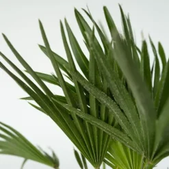 Dværgpalme - Chamaerops 'Vulcano' - Højde 45-55cm - ⌀24cm