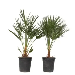 Dværgpalme - Sæt med 2 - Chamaerops humilis - Højde 70-80cm - ⌀21cm