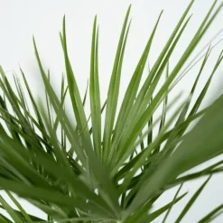 Dværgpalme - Sæt med 2 - Chamaerops humilis - Højde 70-80cm - ⌀21cm