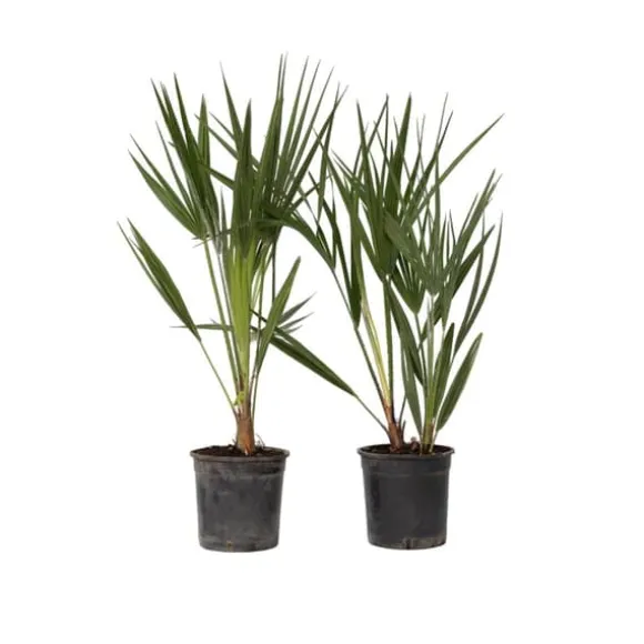 Dværgpalme - Sæt med 2 - Chamaerops humilis - Højde 50-60cm - ⌀15cm