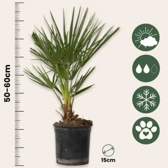 Dværgpalme - Sæt med 2 - Chamaerops humilis - Højde 50-60cm - ⌀15cm