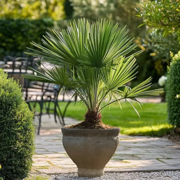 Dværgpalme - Sæt med 2 - Chamaerops humilis - Højde 50-60cm - ⌀15cm