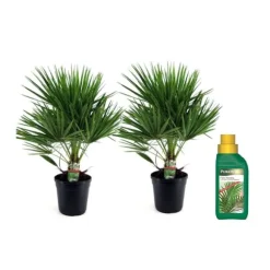 Dværgpalme - Sæt med 2 - Chamaerops humilis - Højde 70-80cm - ⌀21cm