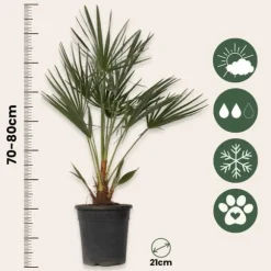 Dværgpalme - Sæt med 2 - Chamaerops humilis - Højde 70-80cm - ⌀21cm