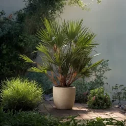 Dværgpalme - Sæt med 2 - Chamaerops humilis - Højde 70-80cm - ⌀21cm