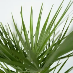 Dværgpalme - Sæt med 2 - Chamaerops humilis - Højde 70-80cm - ⌀21cm