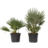 Dværgpalme - Sæt med 2 - Chamaerops 'Vulcano' - Højde 35-45cm - ⌀19cm