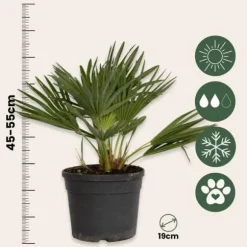 Dværgpalme - Sæt med 2 - Chamaerops 'Vulcano' - Højde 35-45cm - ⌀19cm