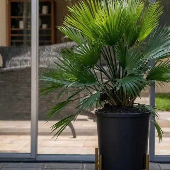 Dværgpalme - Sæt med 2 - Chamaerops 'Vulcano' - Højde 35-45cm - ⌀19cm