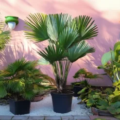 Dværgpalme - Sæt med 2 - Chamaerops 'Vulcano' - Højde 35-45cm - ⌀19cm