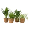 Dyrevenlige planter - Sæt 4 m. kurve - H.25-40cm - ⌀12cm