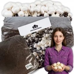 Dyrkningssæt til hvide svampe, 20 kg balle, 3-faset myceliumsubstrat, testet