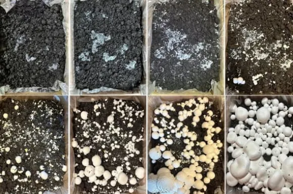 Dyrkningssæt til hvide svampe, 20 kg balle, 3-faset myceliumsubstrat, testet