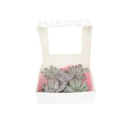 Echeveria DIY Mix - Sæt med 5 - Echeveria lilacina - Højde 7cm
