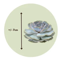 Echeveria DIY Mix - Sæt med 5 - Echeveria lilacina - Højde 7cm