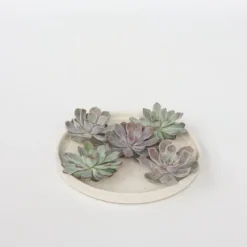Echeveria DIY Mix - Sæt med 5 - Echeveria lilacina - Højde 7cm