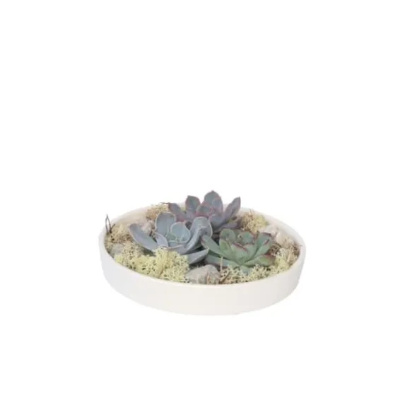 Echeveria Garden Mix Hvid - Echeveria lilacina - Højde 8cm