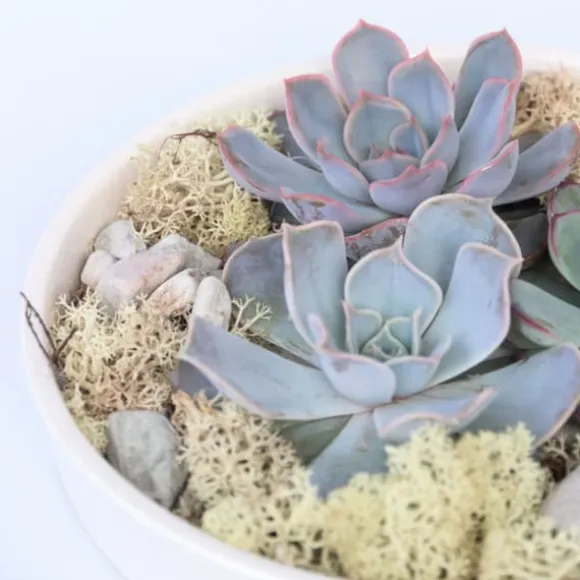 Echeveria Garden Mix Hvid - Echeveria lilacina - Højde 8cm