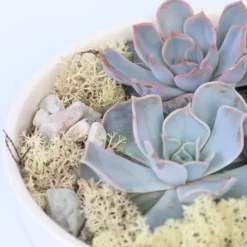 Echeveria Garden Mix Hvid - Echeveria lilacina - Højde 8cm