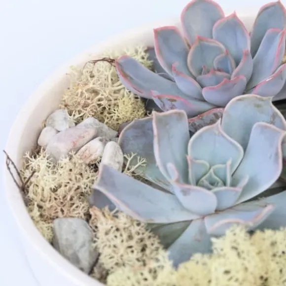 Echeveria Garden Mix Hvid - Echeveria lilacina - Højde 8cm