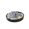 Echeveria Garden Mix Sort - Echeveria lilacina - Højde 8cm
