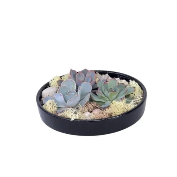 Echeveria Garden Mix Sort - Echeveria lilacina - Højde 8cm