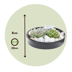 Echeveria Garden Mix Sort - Echeveria lilacina - Højde 8cm