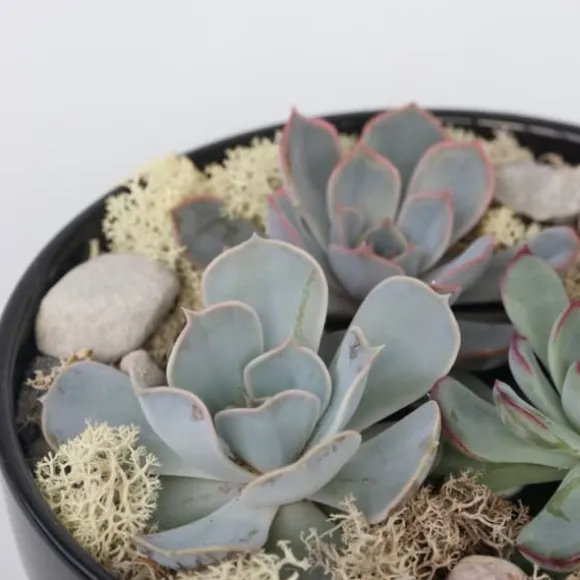 Echeveria Garden Mix Sort - Echeveria lilacina - Højde 8cm