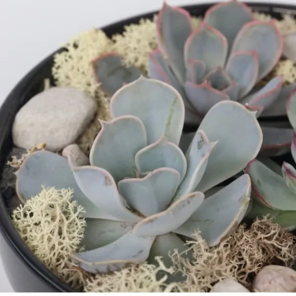 Echeveria Garden Mix Sort - Echeveria lilacina - Højde 8cm