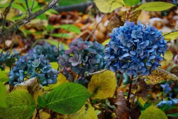 Efterårsgødning til syreelskende planter GardenStart 5kg