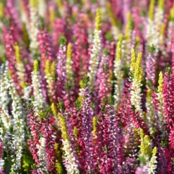 EFTERÅRSGØDNING TIL SYRESANDIGE PLANTER 2 KG AMPOL