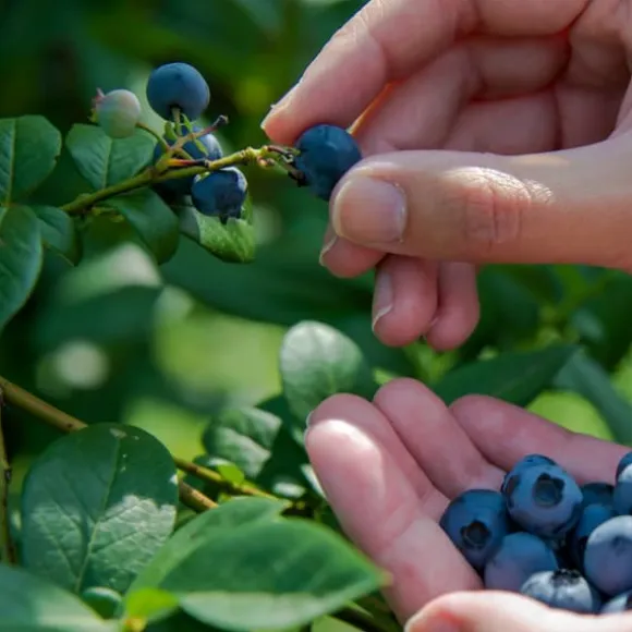 EFTERÅRSGØDNING TIL SYRESANDIGE PLANTER 2 KG AMPOL